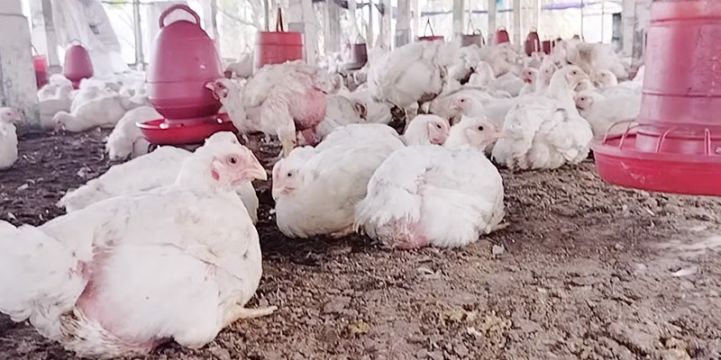 পোল্ট্রি ফার্ম করার নিয়ম