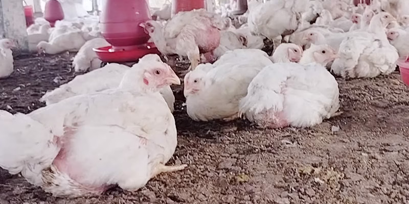 পোল্ট্রি মুরগির বাণিজ্যিক খামার স্থাপনে শর্তাবলী