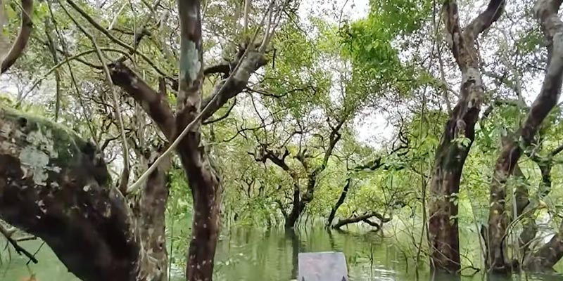 রাতারগুল সোয়াম্প ফরেস্ট