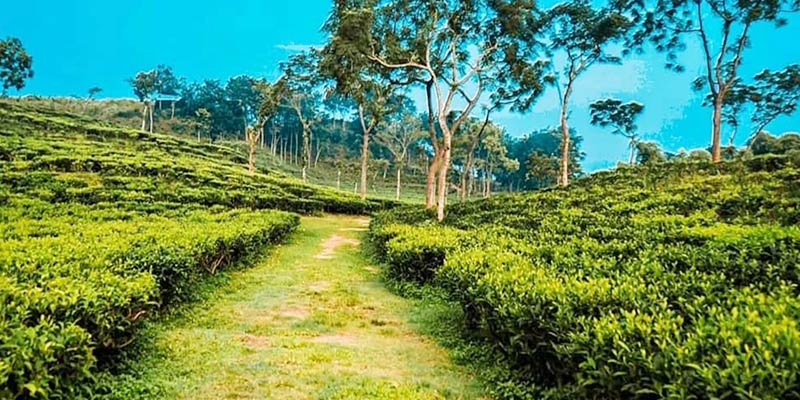 লাক্কাতুরা চা বাগান