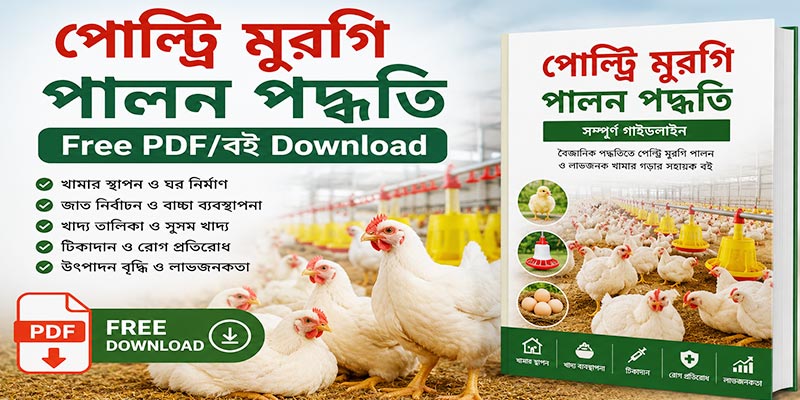 পোল্ট্রি মুরগি পালন পদ্ধতি