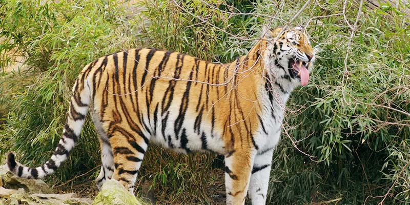 রয়েল বেঙ্গল টাইগার Panthera Tigris