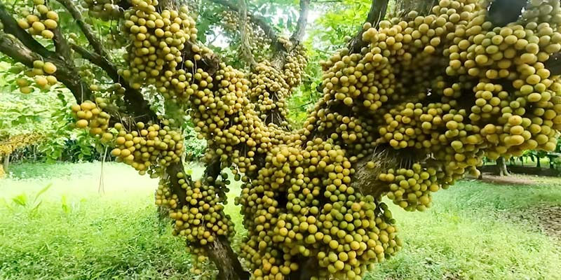 নরসিংদীর লটকন