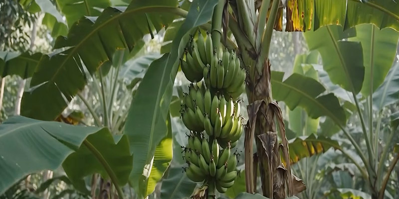 সুগন্ধি অমৃত সাগর কলা